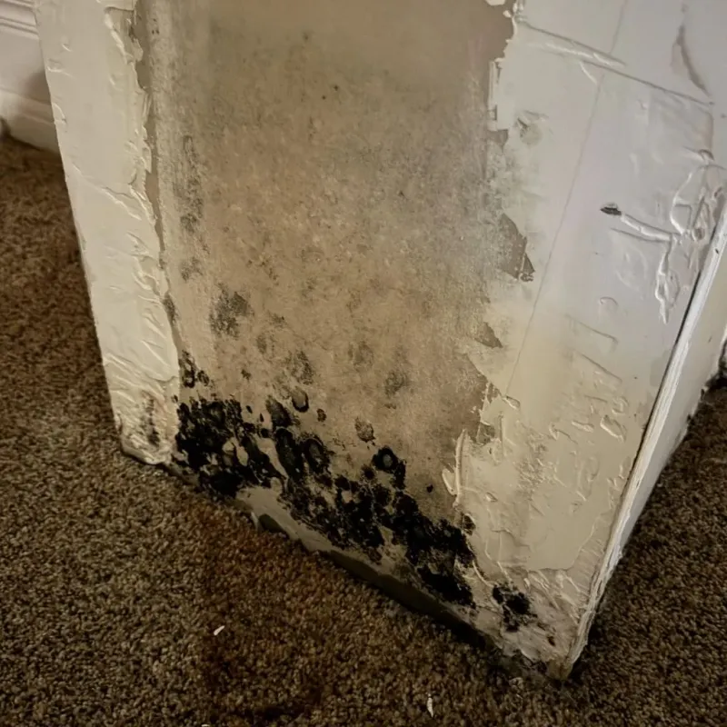 Professional Mold Removal in Hubbard, OR